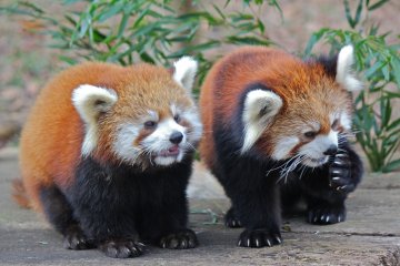 Chiba Zoological Park Chiba Zoological Park