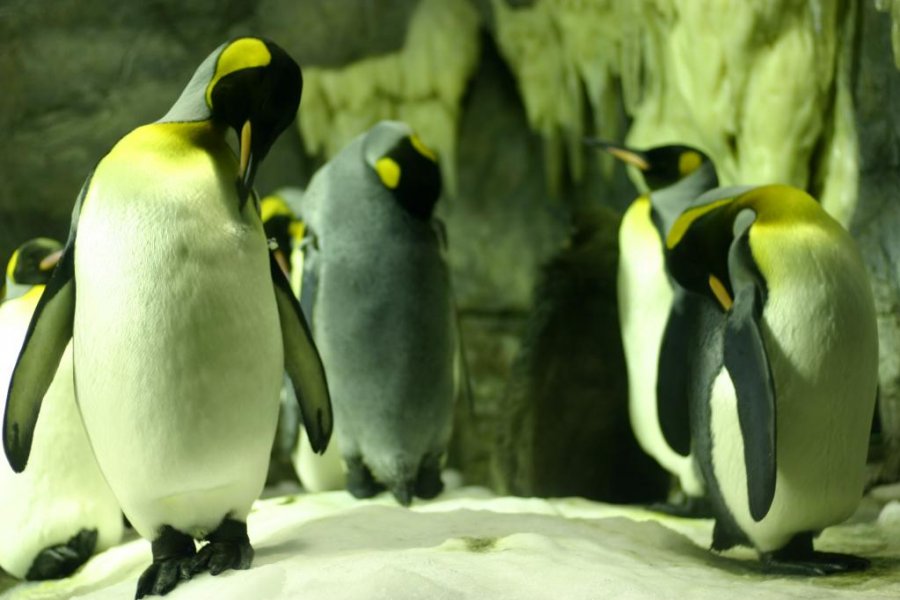 عالم البحار - كايوكان أوساكا