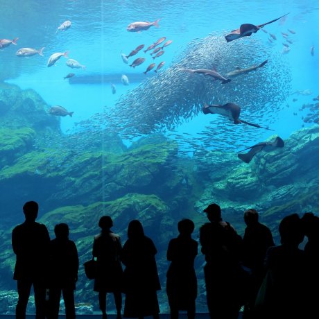 Sendai Umino Mori Aquarium Sendai Umino Mori Aquarium