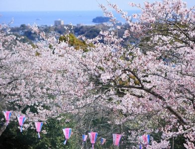 Kinugasa Sakura Festival
