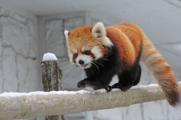 Sapporo Maruyama Zoo Sapporo Maruyama Zoo